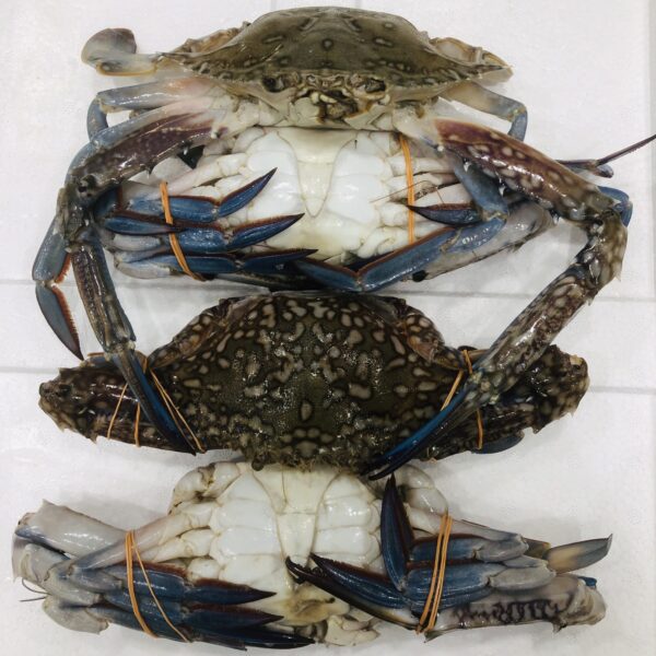 Blue Sea Crab 1kg